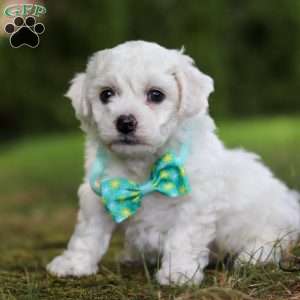 Russel, Bichon Frise Puppy